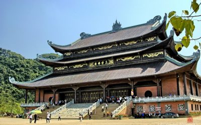Giới thiệu về ngành sản xuất lá bồ đề